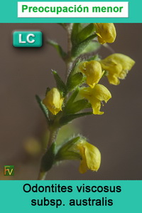 Odontites viscosus australis