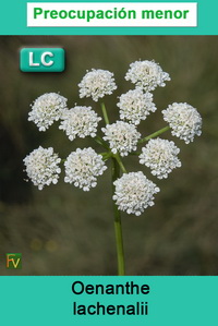 Oenanthe lachenalii