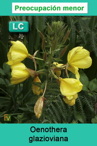 Oenothera glazioviana