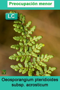 Oeosporangium pteridioides acrosticum