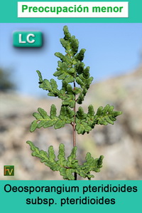 Oeosporangium pteridioides pteridioides