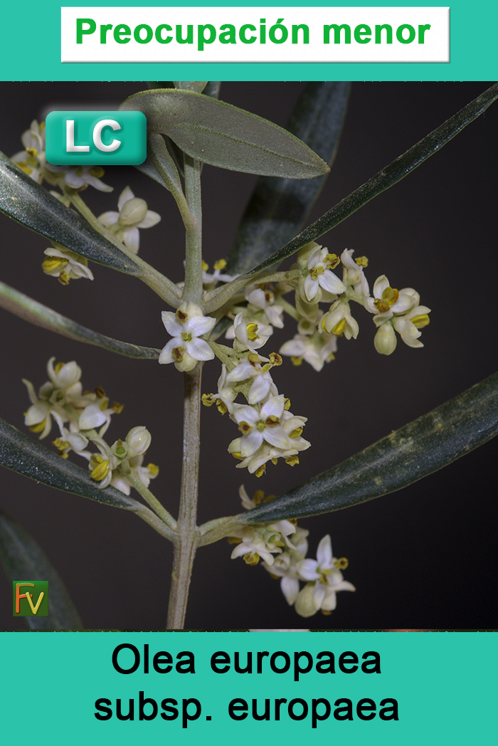 Olea europaea europaea