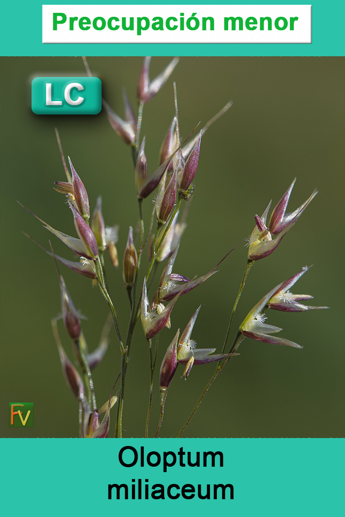 Oloptum miliaceum