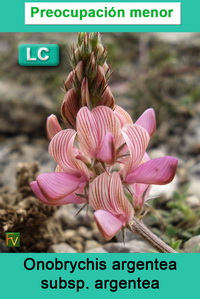 Onobrychis argentea argentea