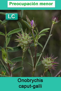 Onobrychis caput galli