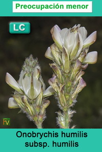 Onobrychis humilis humilis