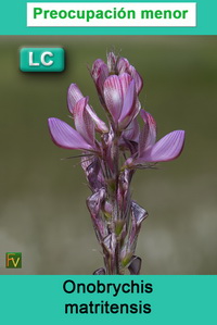 Onobrychis matritensis