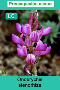 Onobrychis stenorhiza