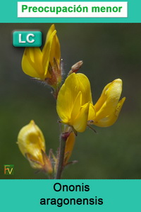 Ononis aragonensis