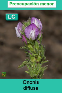 Ononis diffusa