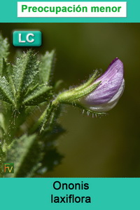 Ononis laxiflora