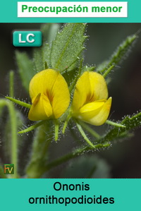 Ononis ornithopodioides