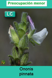 Ononis pinnata