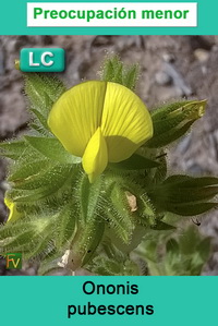 Ononis pubescens