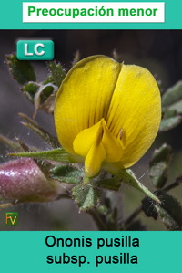Ononis pusilla pusilla
