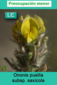 Ononis pusilla saxicola