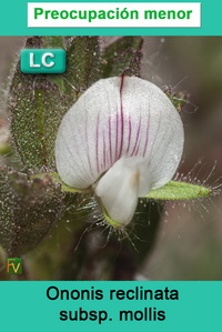Ononis reclinata mollis