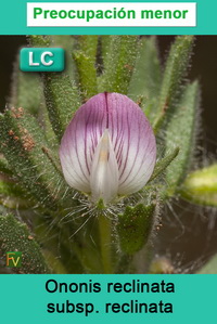 Ononis reclinata reclinata