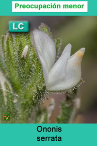 Ononis serrata
