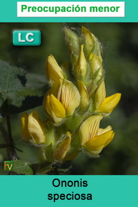 Ononis speciosa