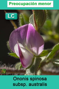 Ononis spinosa australis