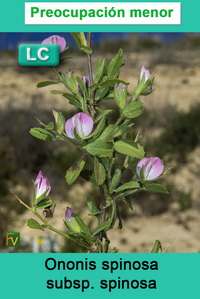 Ononis spinosa spinosa