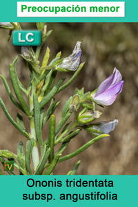 Ononis tridentata angustifolia