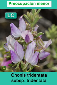 Ononis tridentata tridentata