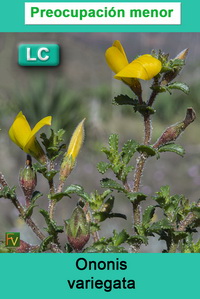 Ononis variegata