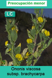 Ononis viscosa brachycarpa