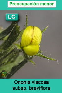 Ononis viscosa breviflora