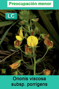 Ononis viscosa porrigens
