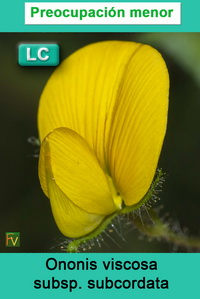 Ononis viscosa subcordata