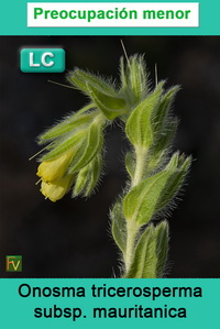 Onosma tricerosperma mauritanica