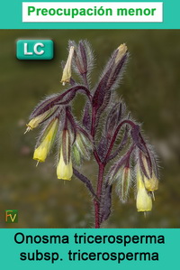 Onosma tricerosperma tricerosperma