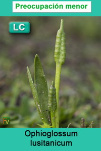 Ophioglossum lusitanicum