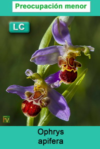 Ophrys apifera