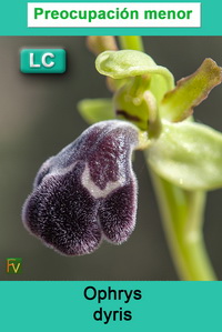 Ophrys dyris