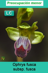 Ophrys fusca fusca