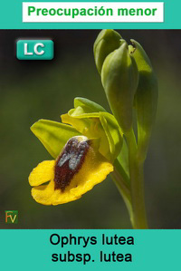 Ophrys lutea lutea