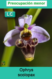 Ophrys scolopax