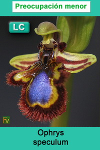 Ophrys speculum