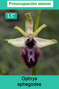 Ophrys sphegodes