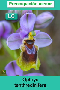 Ophrys tenthredinifera