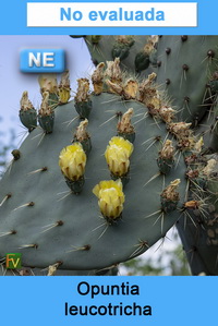 Opuntia leucotricha
