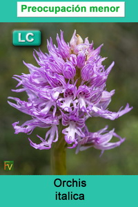 Orchis italica