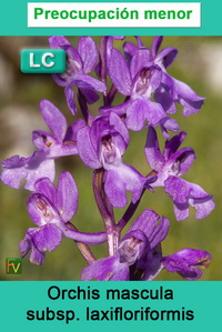 Orchis mascula laxifloriformis