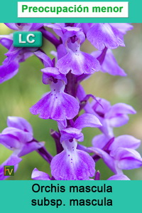 Orchis mascula mascula