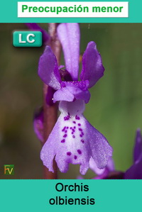 Orchis olbiensis