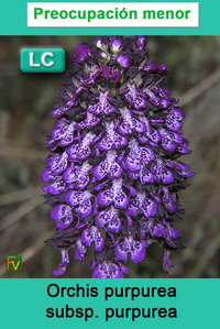 Orchis purpurea purpurea
